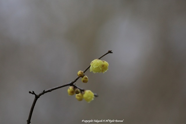 5D4_7428.jpg