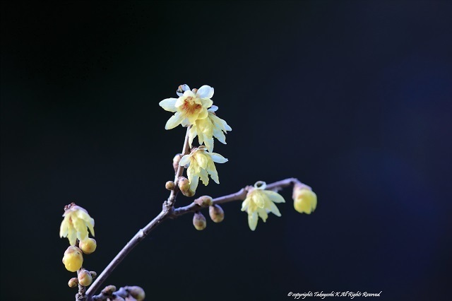 5D4_7471.jpg