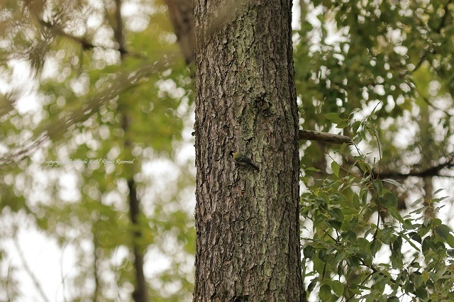 5D4_8064.jpg