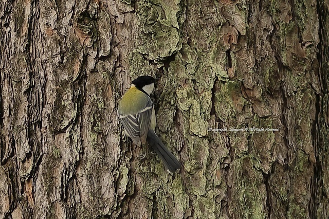 5D4_8067.jpg