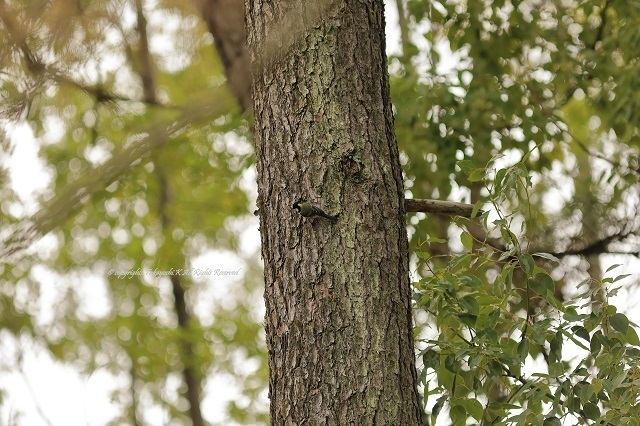 5D4_8076.jpg