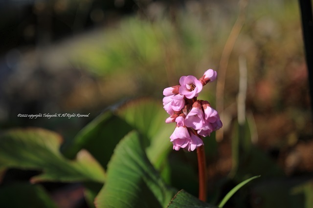 5D4_8682.JPG