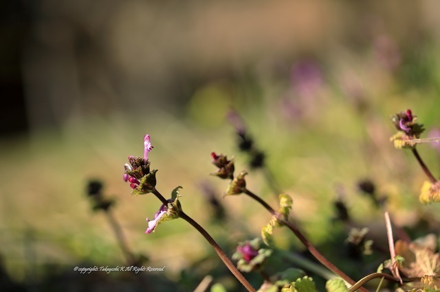 5D4_8955.jpg
