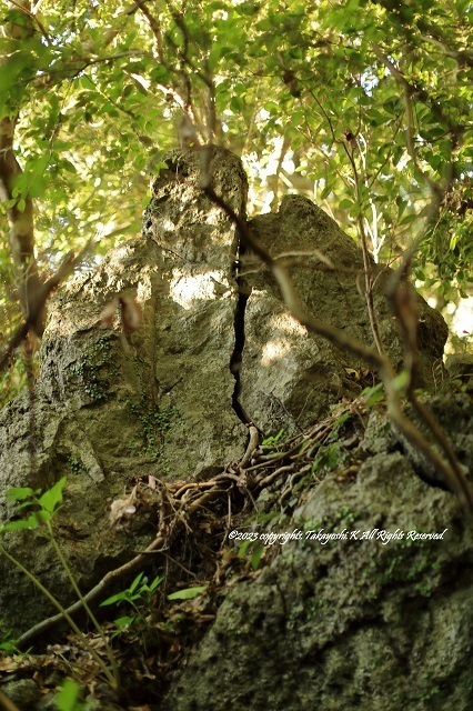 5D4_9219.JPG