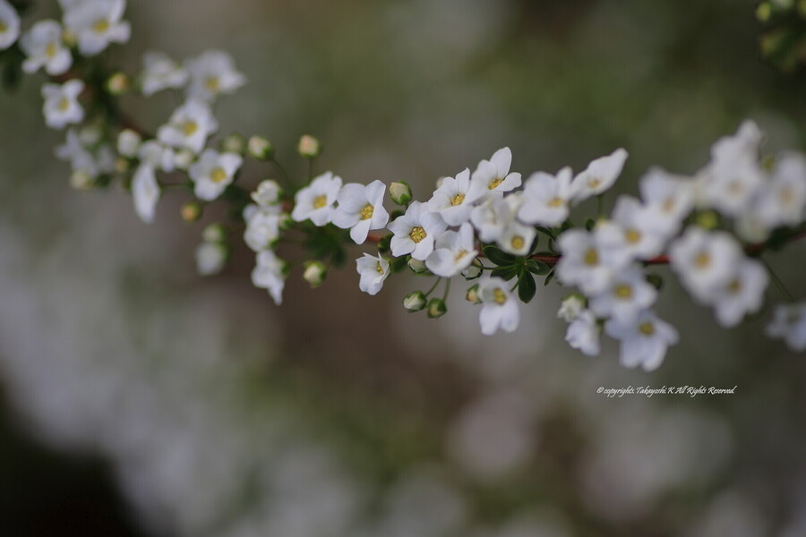 5D4_9546.jpg