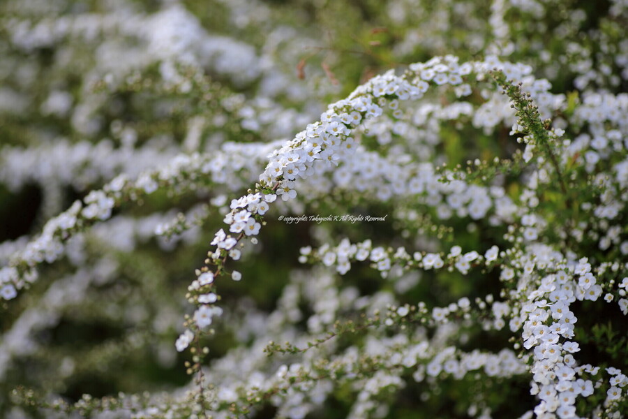 5D4_9715.jpg