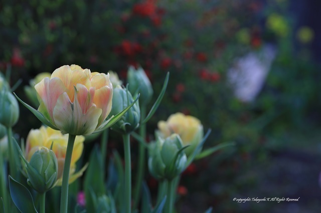 5D4_9800.jpg