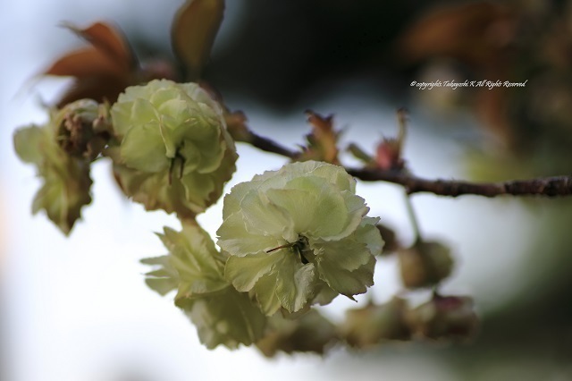 5D4_9836.jpg