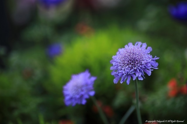 5D4_9851.jpg