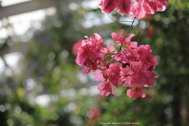 5D4_9890.jpg