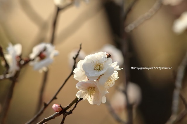 7D2_0601.JPG