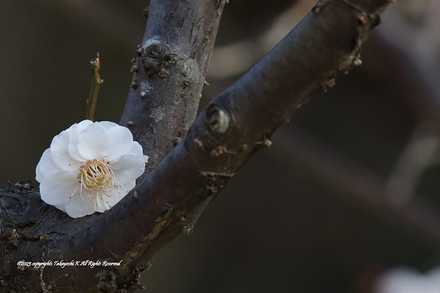 7D2_0610.JPG