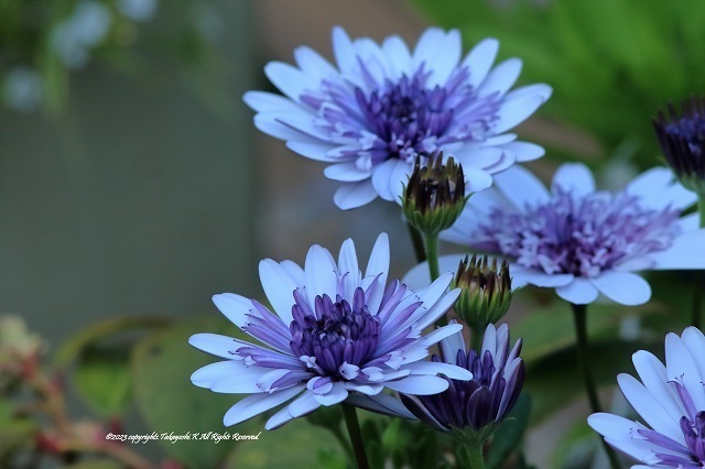 7D2_1045.JPG