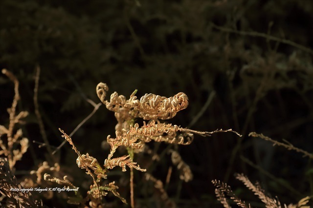 7D2_1156.JPG