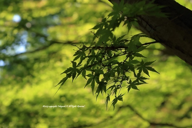 7D2_1168.JPG
