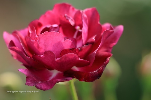 7D2_1319.JPG