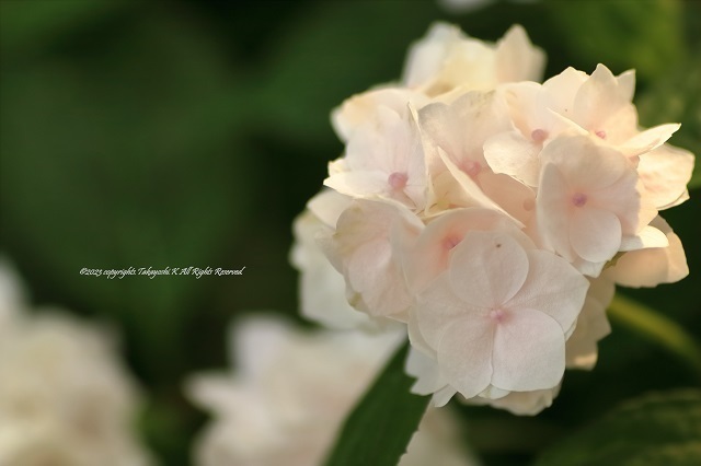 7D2_1746.JPG