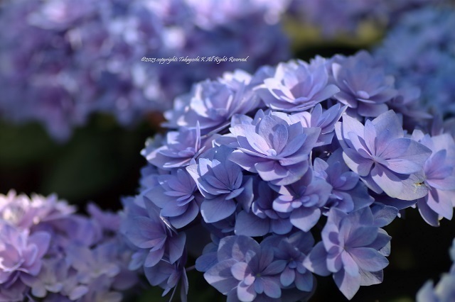 7D2_1753.JPG