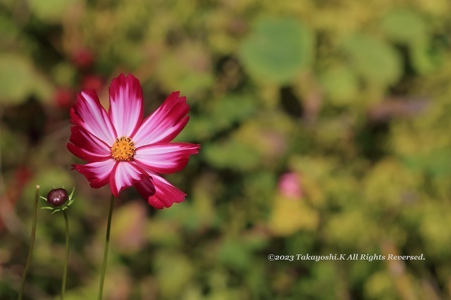 7D2_4193.JPG