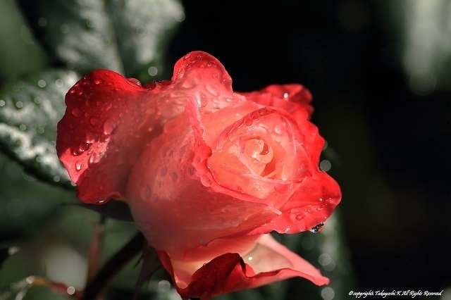 7D__8989.jpg