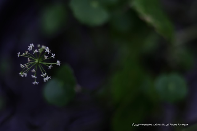 R07_2451.JPG
