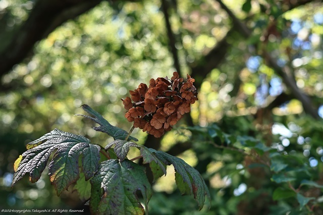 R07_4371.JPG