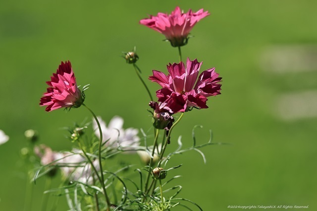 R07_4451.JPG